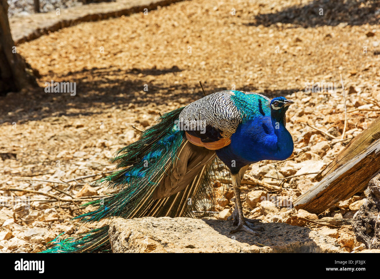 Wild peacock su una offuscata contesto roccioso Foto Stock