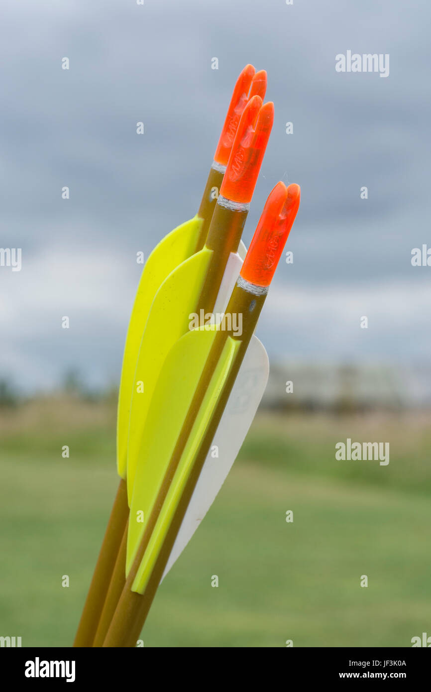 Fletchings, nocks e gli alberi sul tiro con l'arco moderno frecce - possibile metafora per il business il concetto di destinazione. Foto Stock