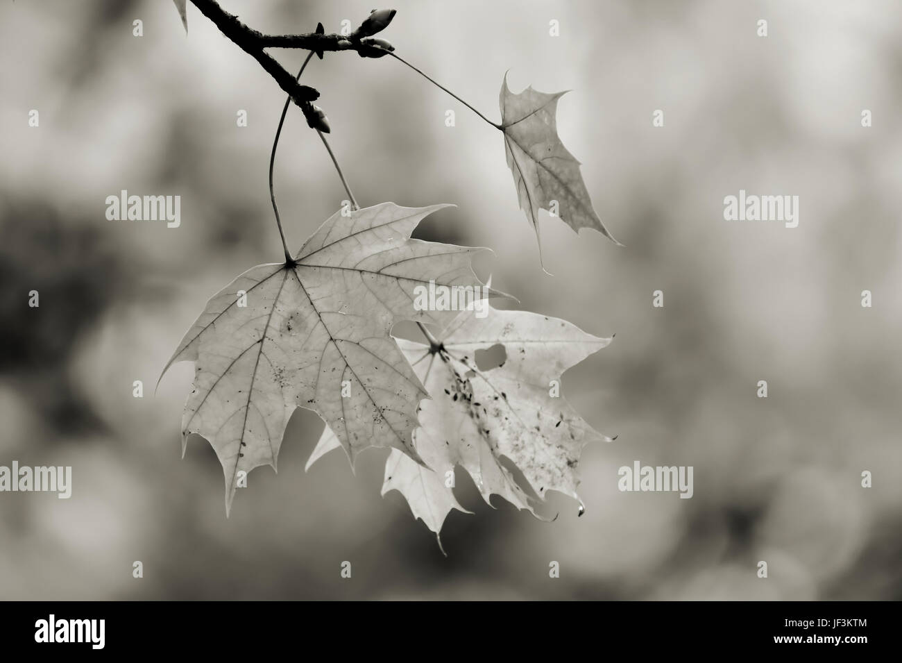 Foglie di acero in autunno Foto Stock