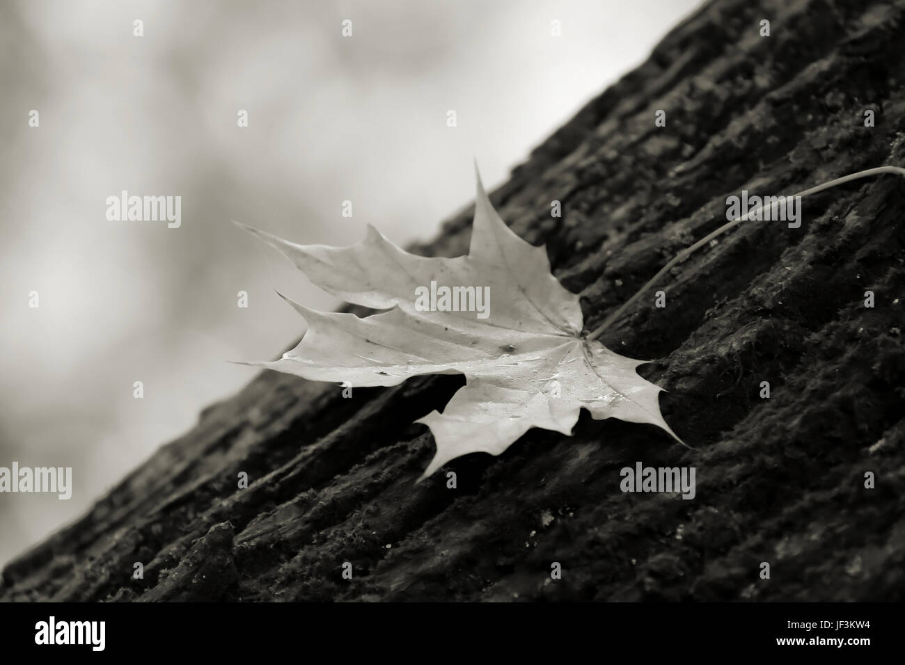 Foglie di autunno sul tronco di un albero in autunno Foto Stock