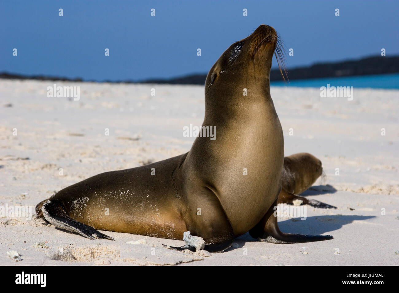 Le Galapagos Sea Lion Foto Stock