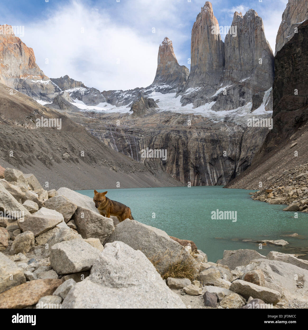 Fox andina a Torres del Paine Foto Stock