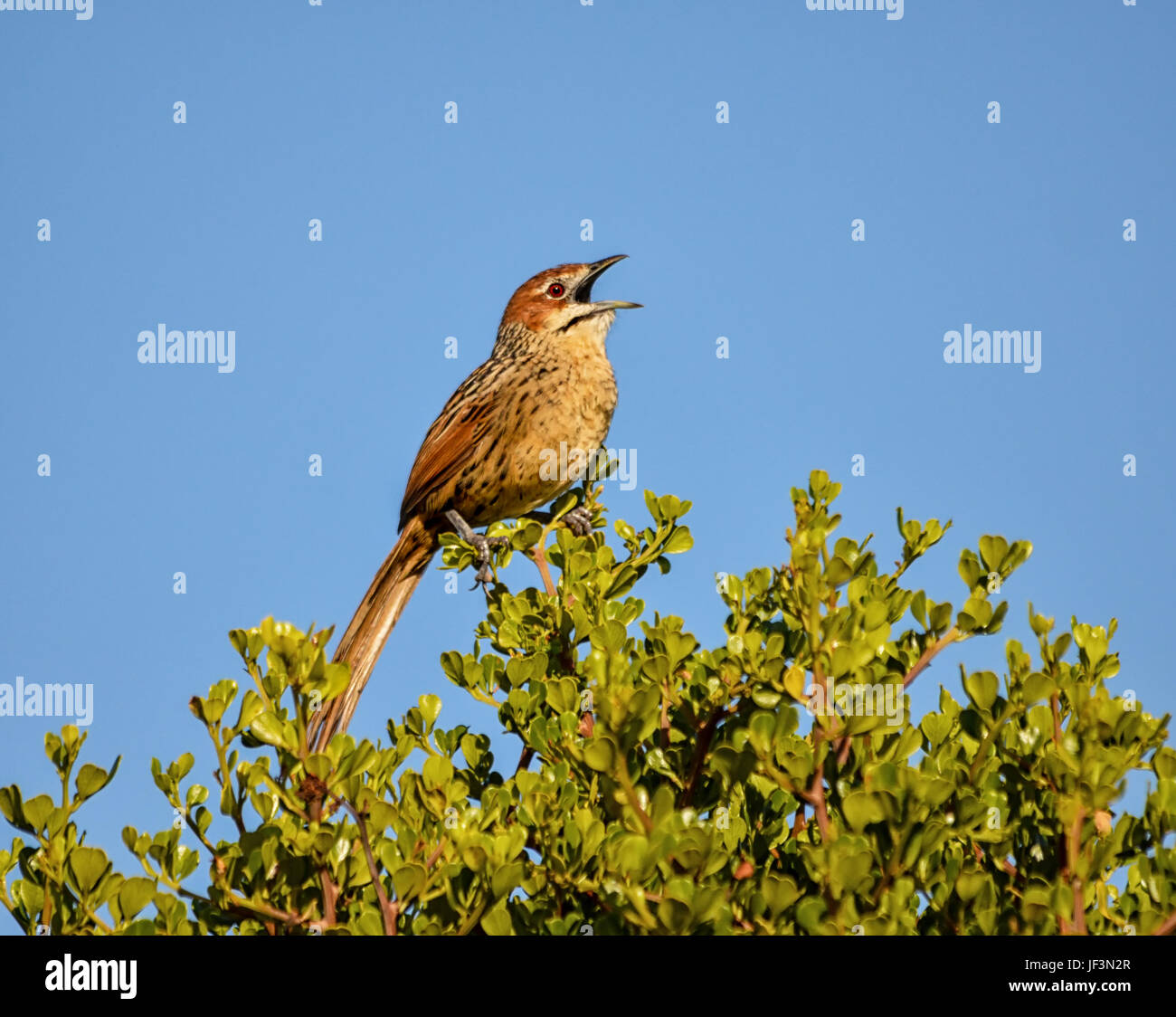 Un capo Grassbird appollaiato in una boccola nel sud della savana africana Foto Stock