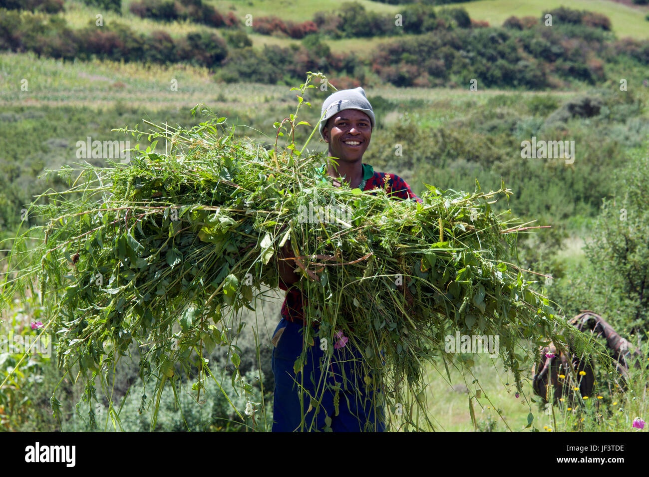 Sorridente agricoltore che trasportano le colture Hlotse River Valley Leribe District Lesotho Africa meridionale Foto Stock