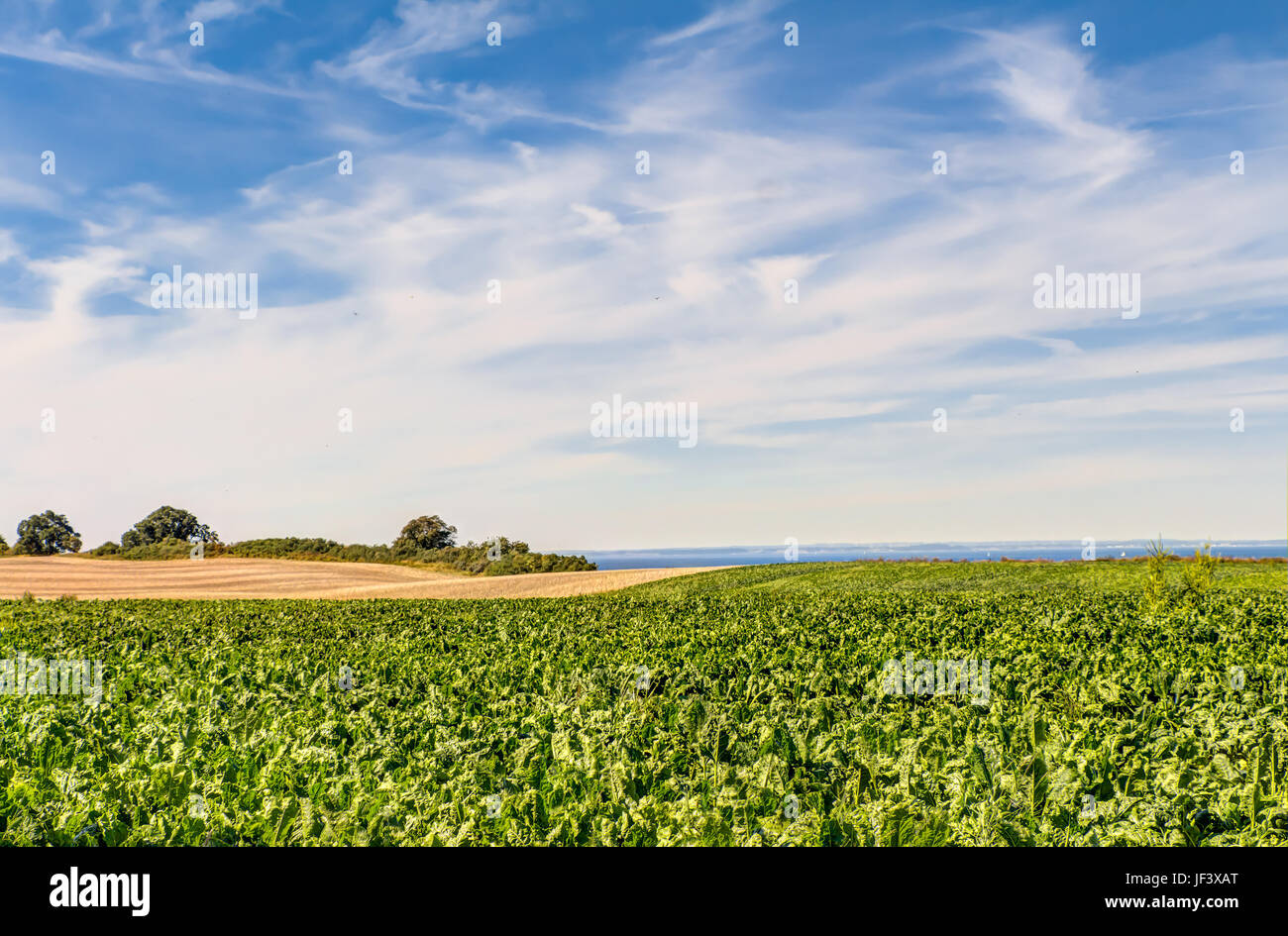 Superficie agricola in Germania Foto Stock