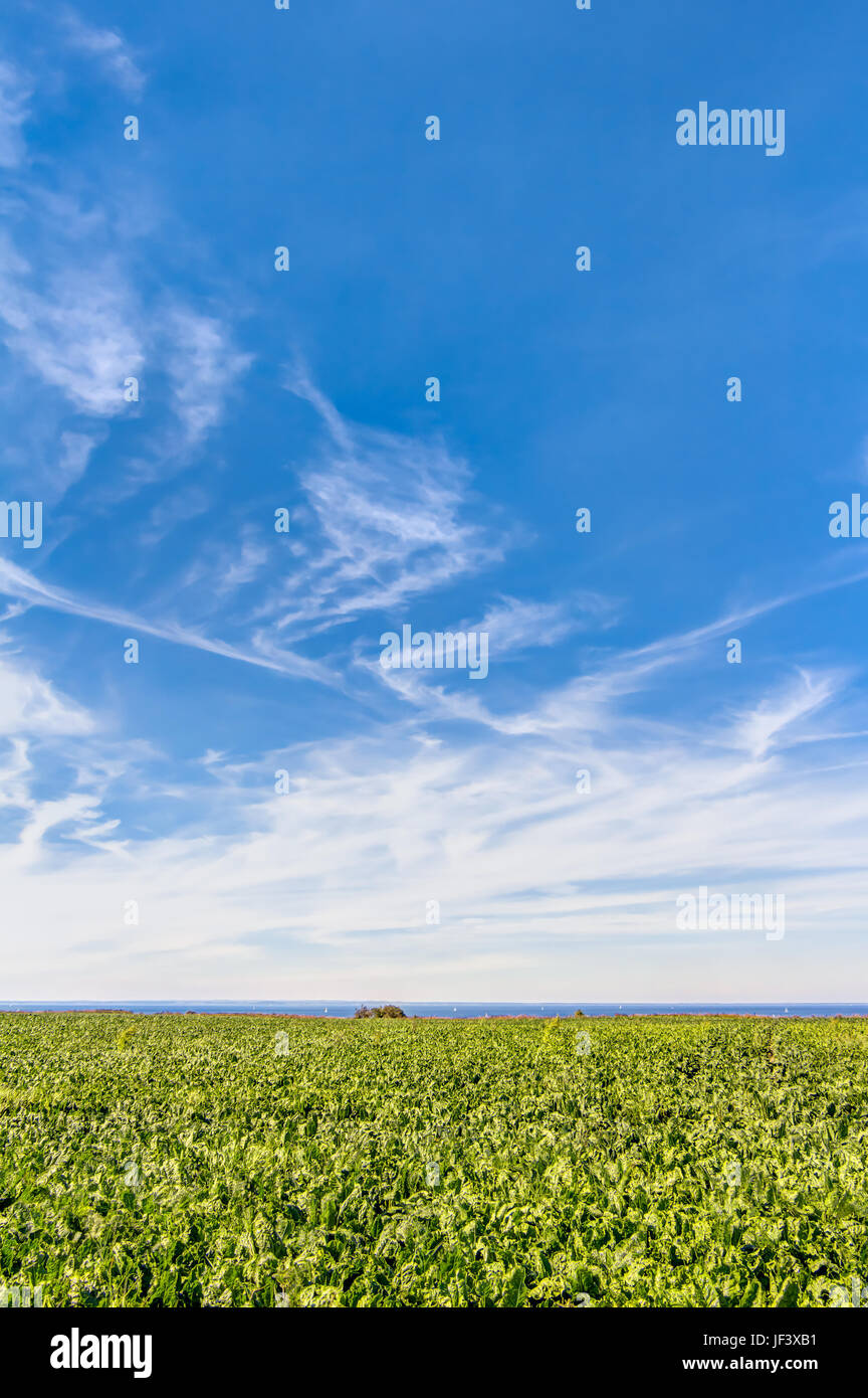 Superficie agricola in Germania Foto Stock