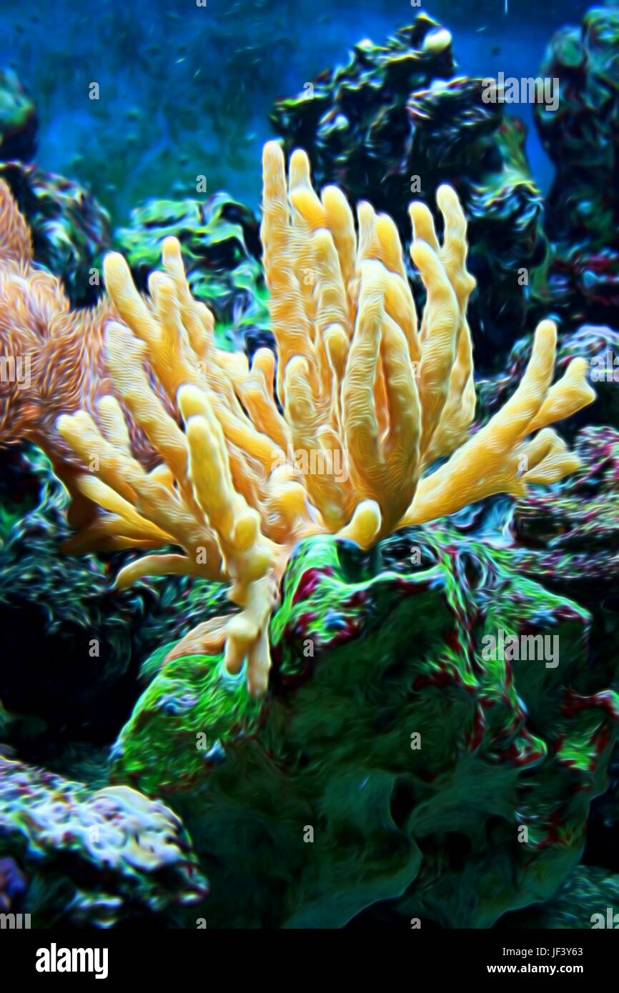 Coral Foto Stock