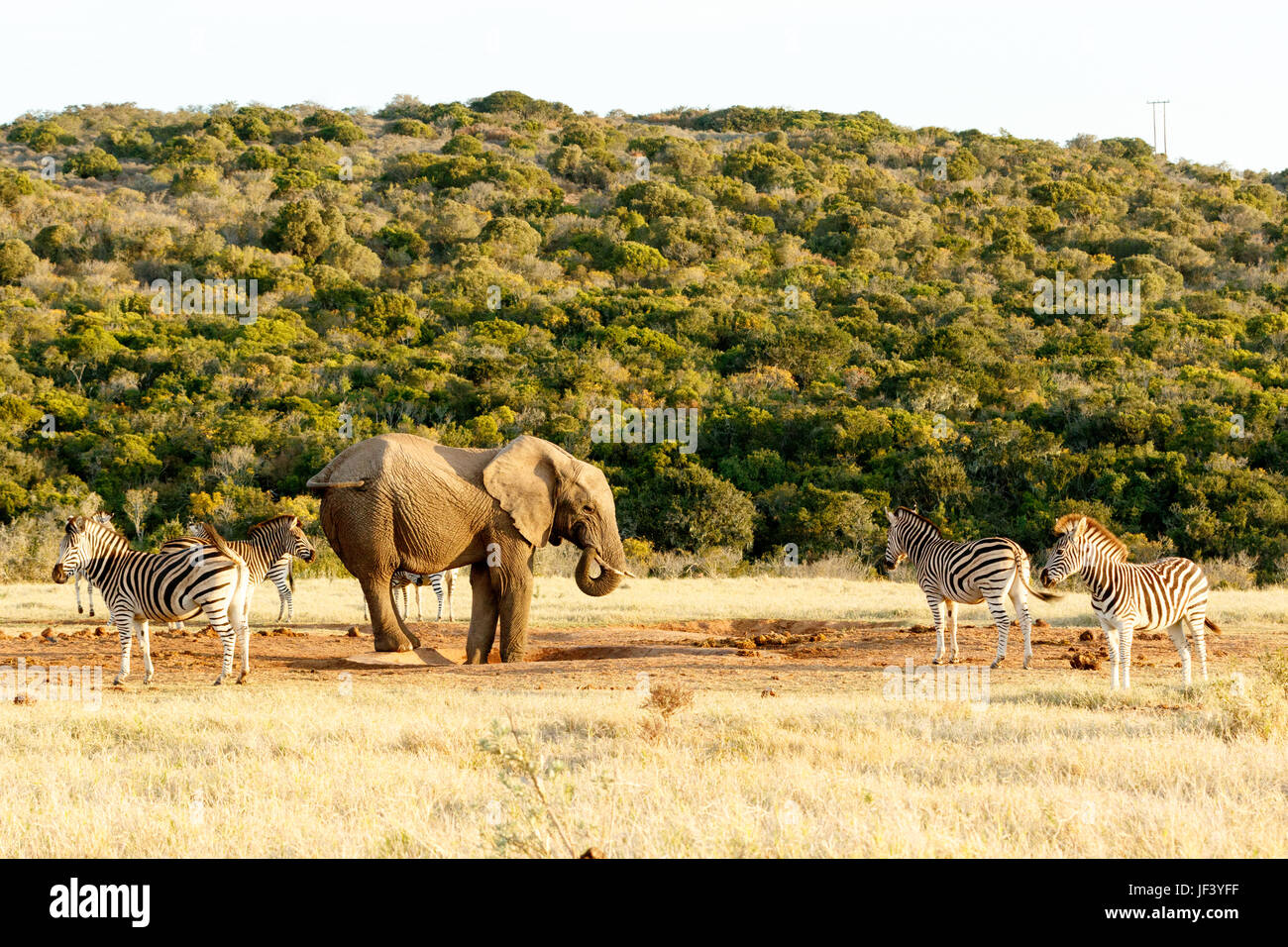 L'Elefante e Zebra lotta di coda Foto Stock