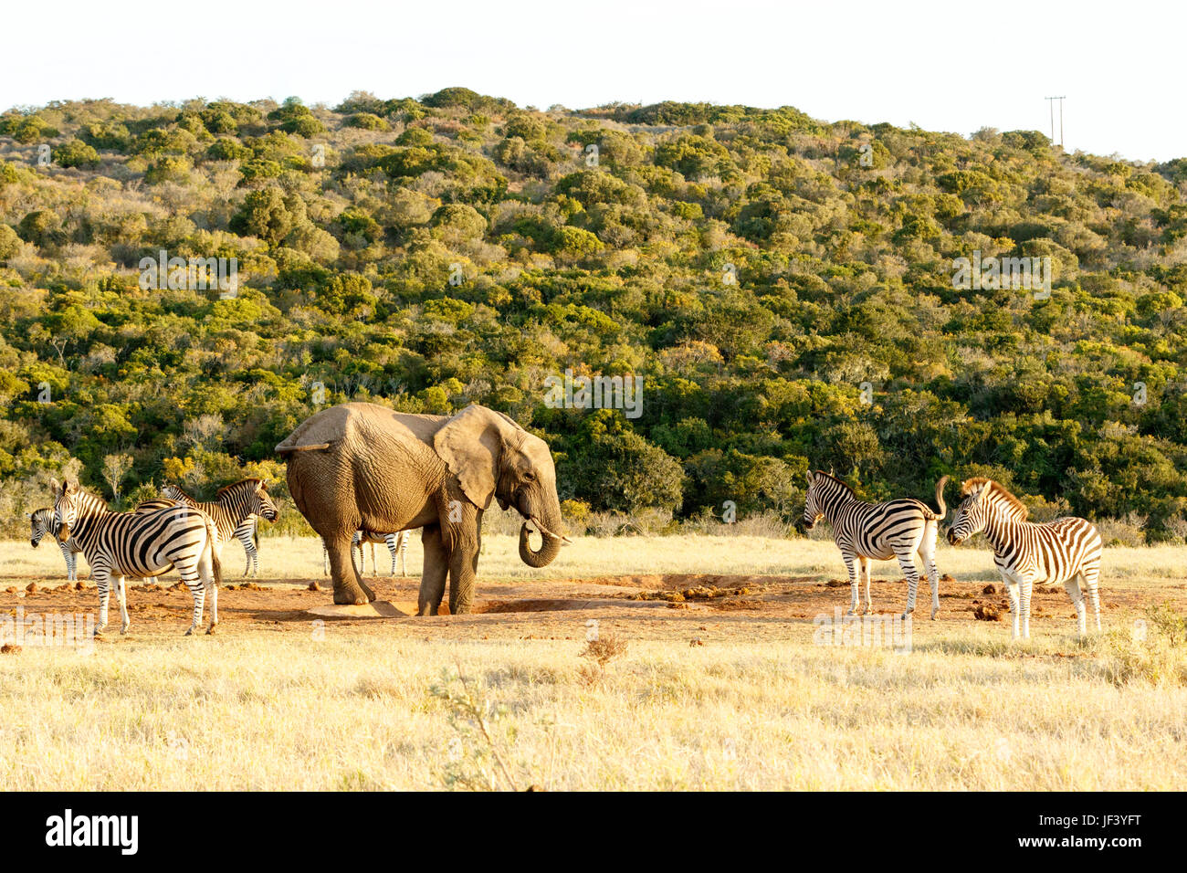 Zebra in attesa di drink con un bush africano Elefante in modo. Foto Stock