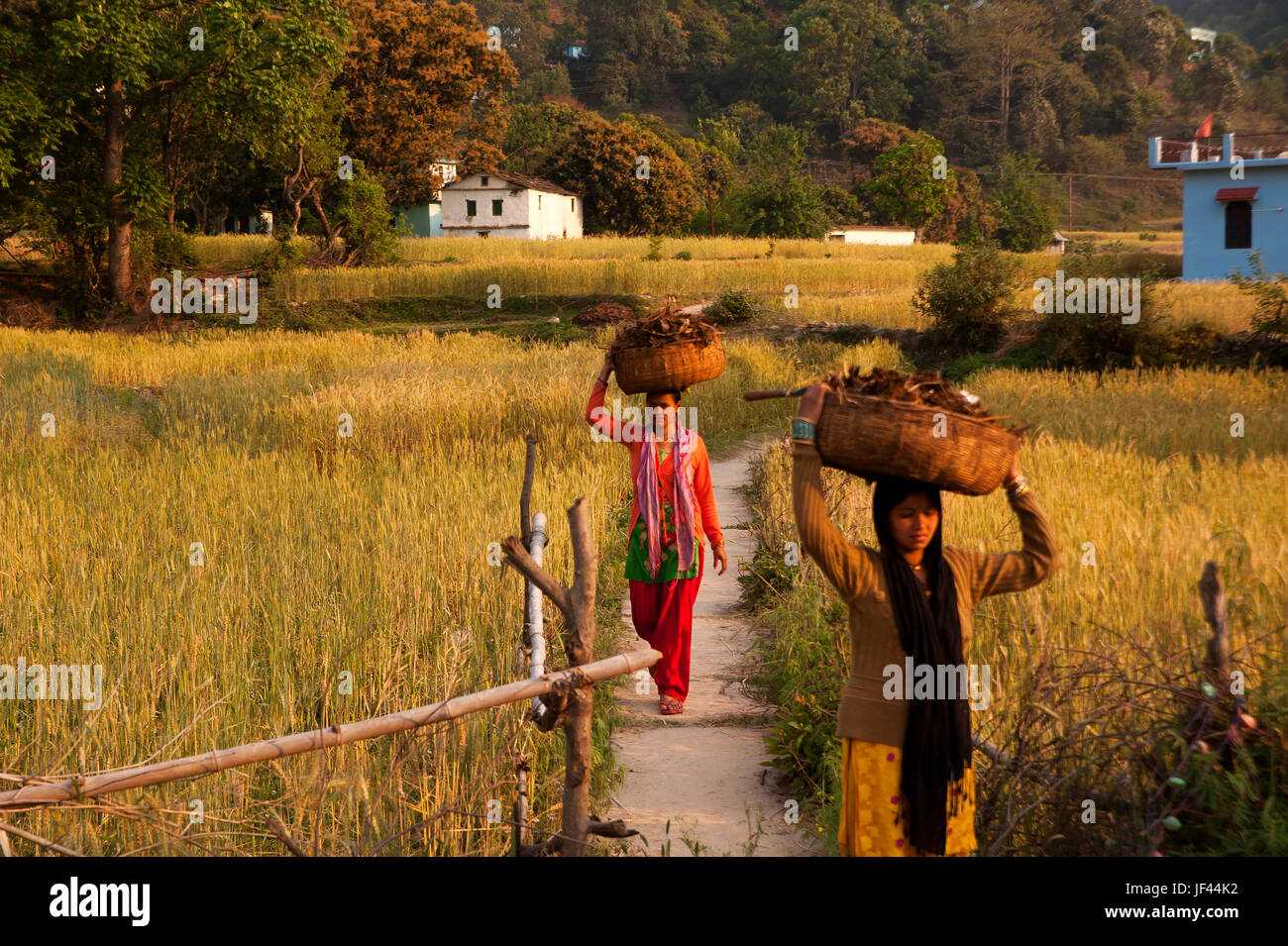 Tipica scena in India del nord, womans sempre di lavoro e trasportare carichi pesanti sulla parte superiore dei loro capi, Uttarakhand, India Foto Stock