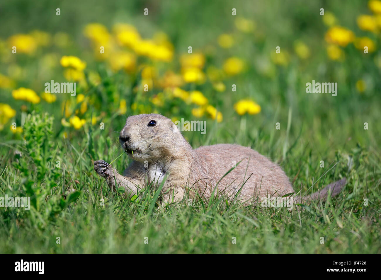 Nero-tailed cane della prateria alimentazione su erba, Manitoba, Canada. Foto Stock