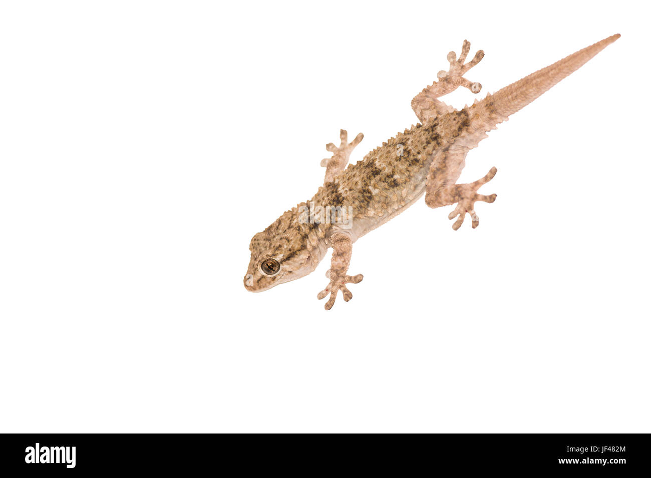 Gekko contro uno sfondo bianco Foto Stock