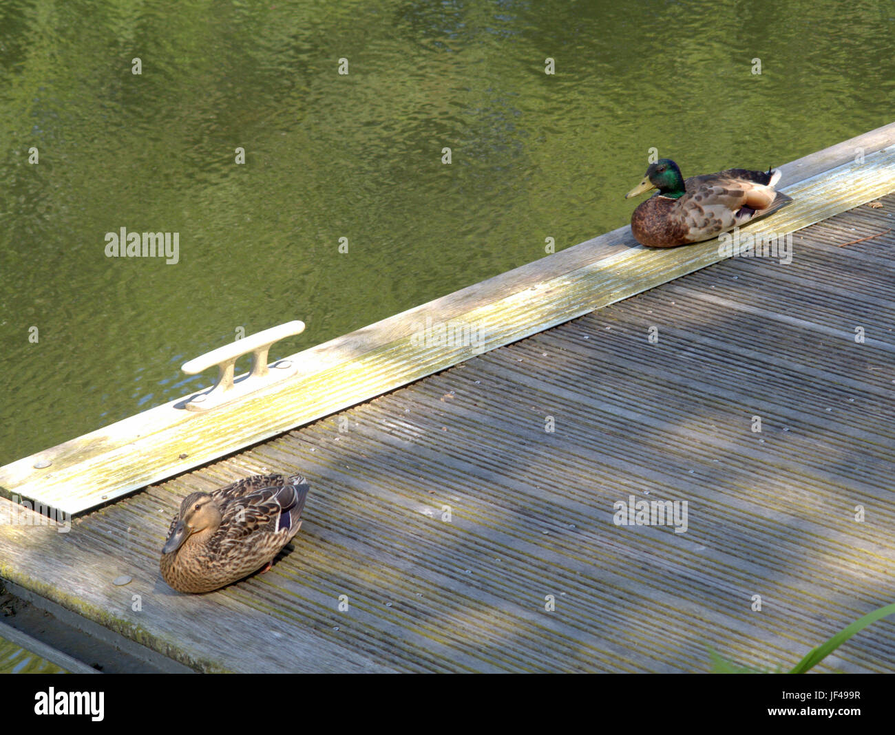 Canale di Forth e Clyde Glasgow Scozia drake protezioni d'anatra la femmina mentre sia dormire sul canal pontoon Foto Stock