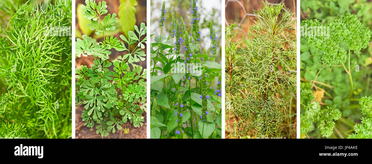 Banner panoramico con set di verde organico erbe sane che crescono in un giardino Foto Stock