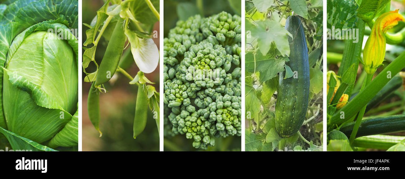 Banner panoramica di fresco e salutare verde organici vegetali che crescono in giardino nel cortile Foto Stock