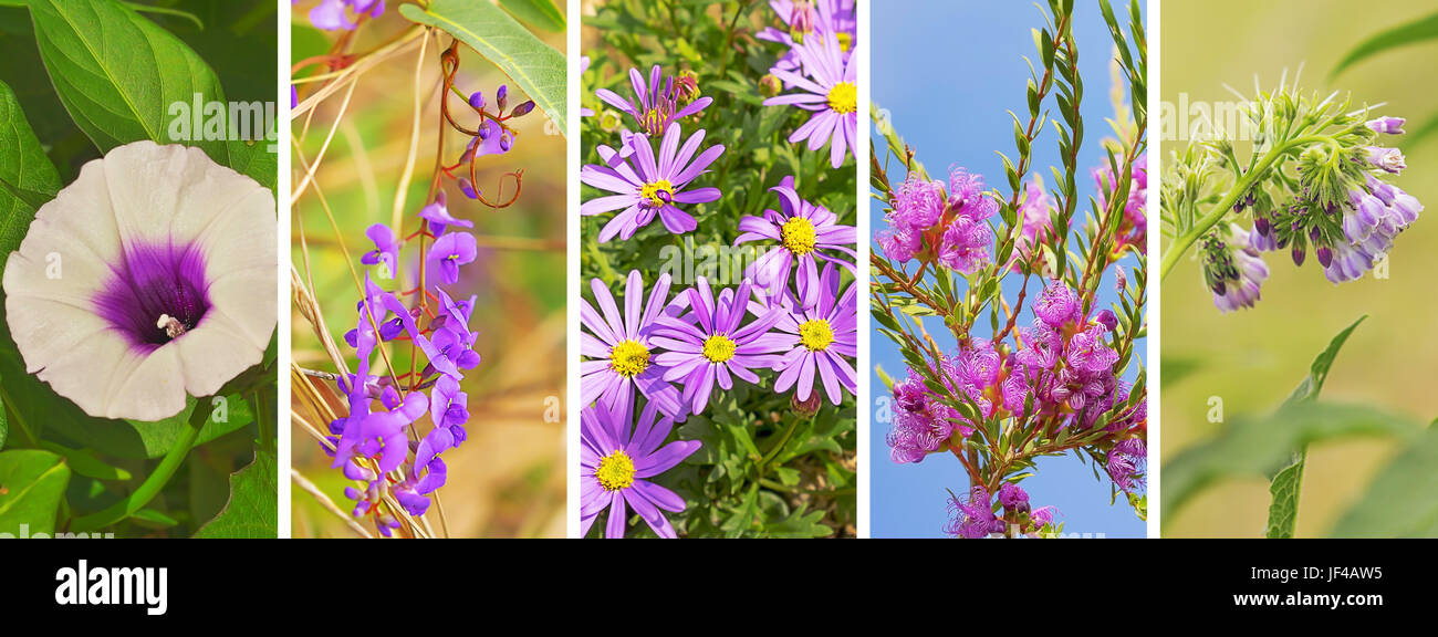 Panoramica floreali banner con il lilla fiori viola Foto Stock