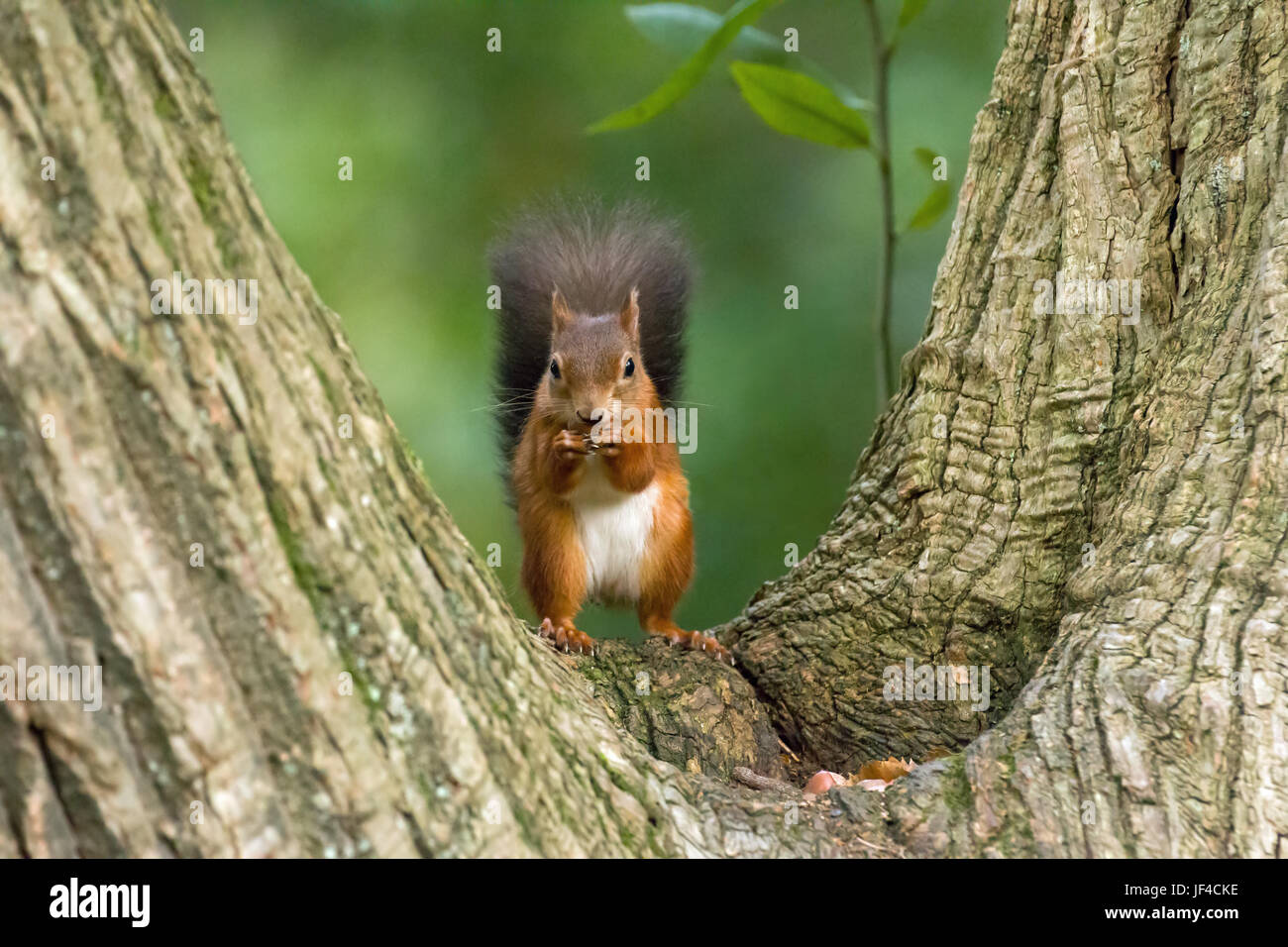 Scoiattolo rosso nella struttura ad albero schisi Foto Stock