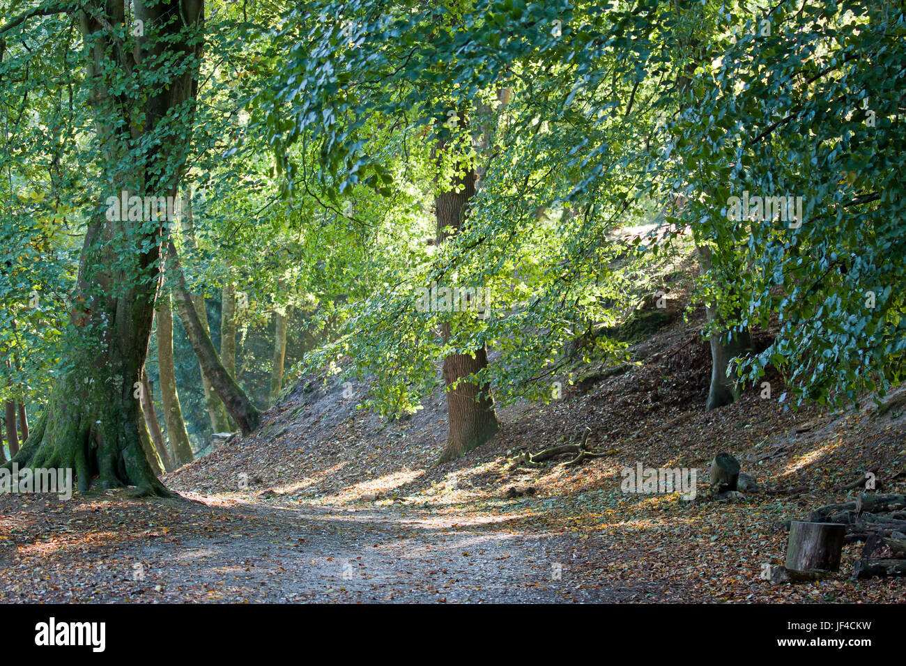 Pista di Woodland Foto Stock