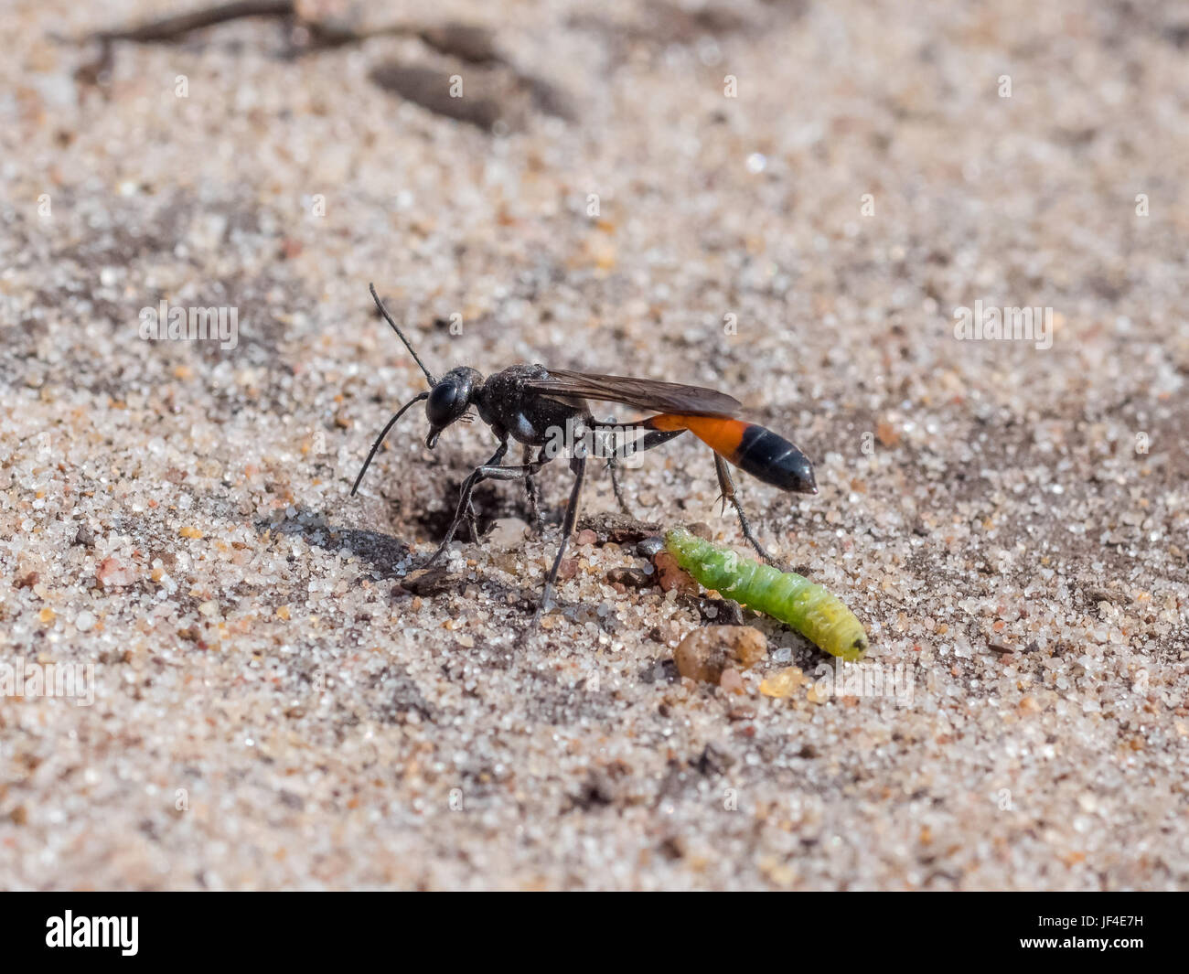Heath sabbia Wasp (Ammophila pubescens) con Larva grub in preda a stock il suo nido Foto Stock