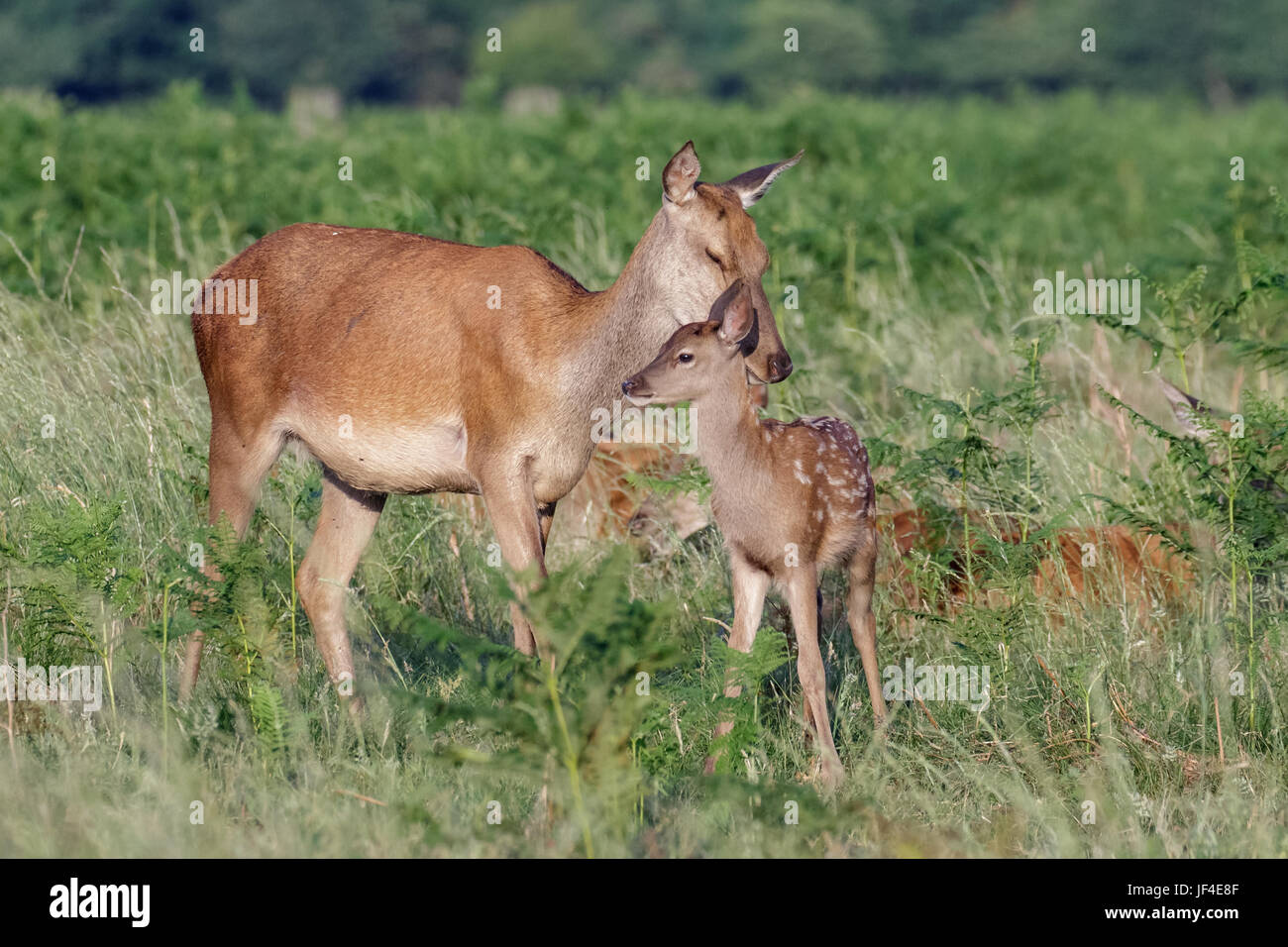 Il cervo (Cervus elaphus) femmina hind madre e bambino piccolo vitello avente una gara momento di incollaggio Foto Stock