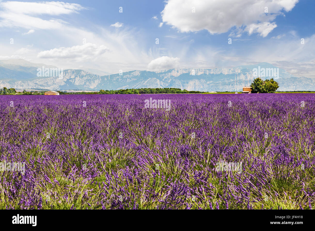 Paesaggio con campo di lavanda. La Francia. Foto Stock
