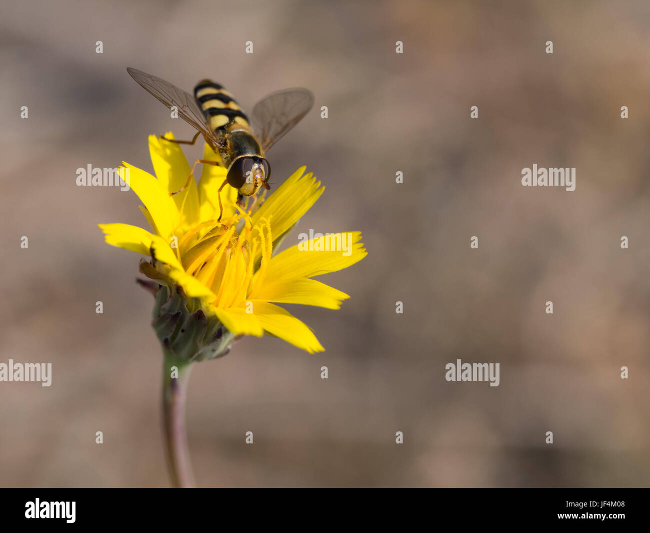 Hoverfly su un giallo, flowe Syrphus ribesii Foto Stock