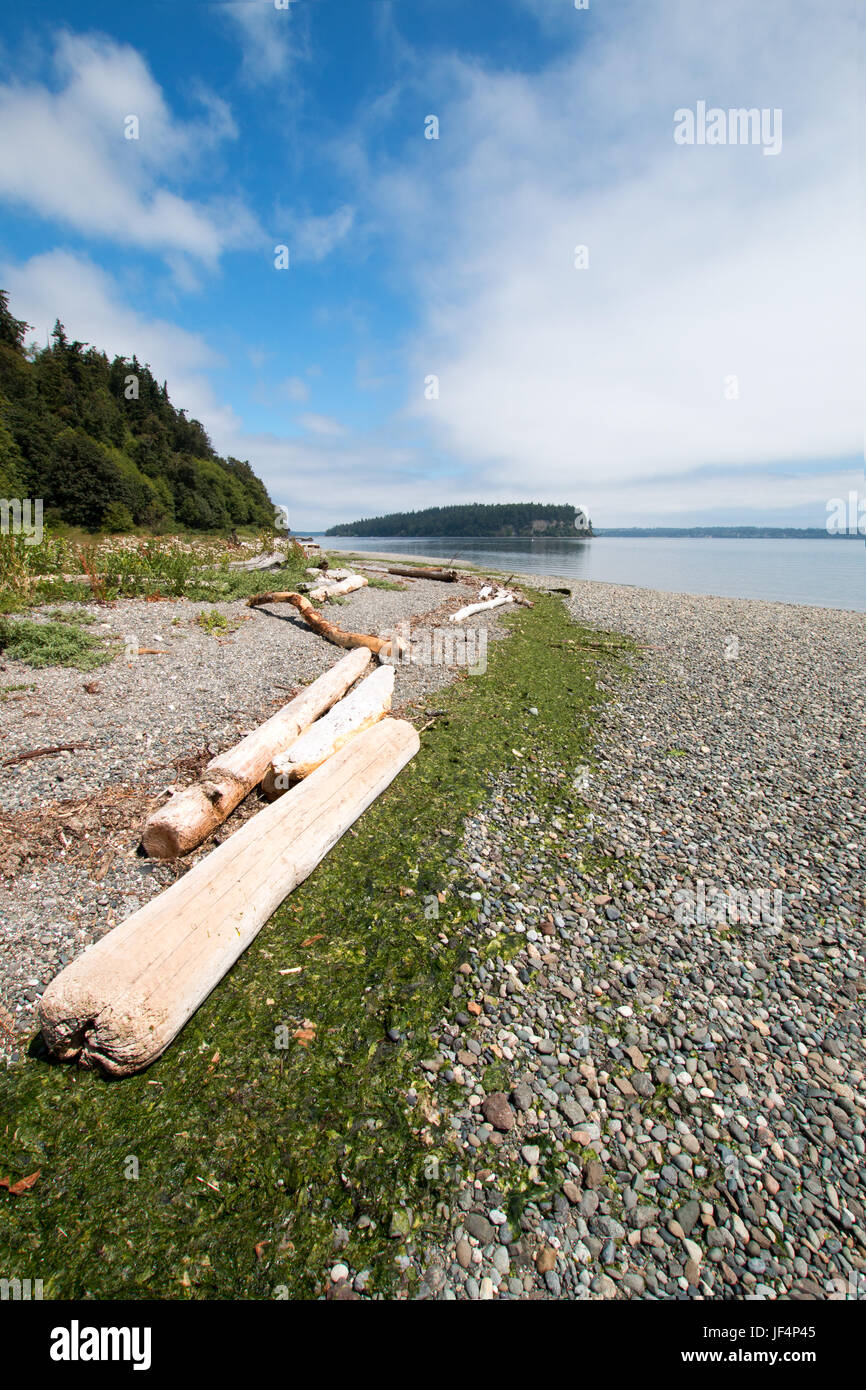 Driftwood sulla riva di brillare Tidelands parco dello Stato sulla Baia di Bywater vicino a Port Ludlow in Puget Sound nello Stato di Washington STATI UNITI D'AMERICA Foto Stock