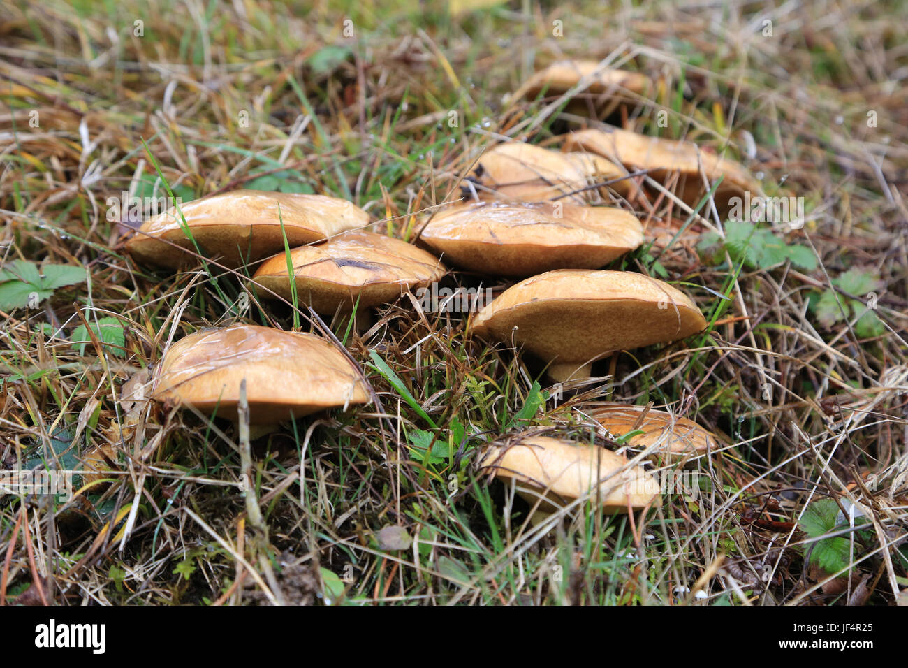 Jack scivolose, suillus luteus Foto Stock