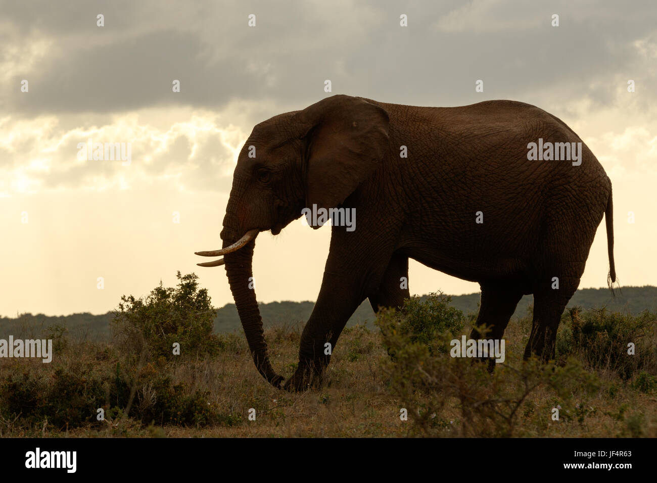 Tramonto a piedi per la bussola Elephant Foto Stock
