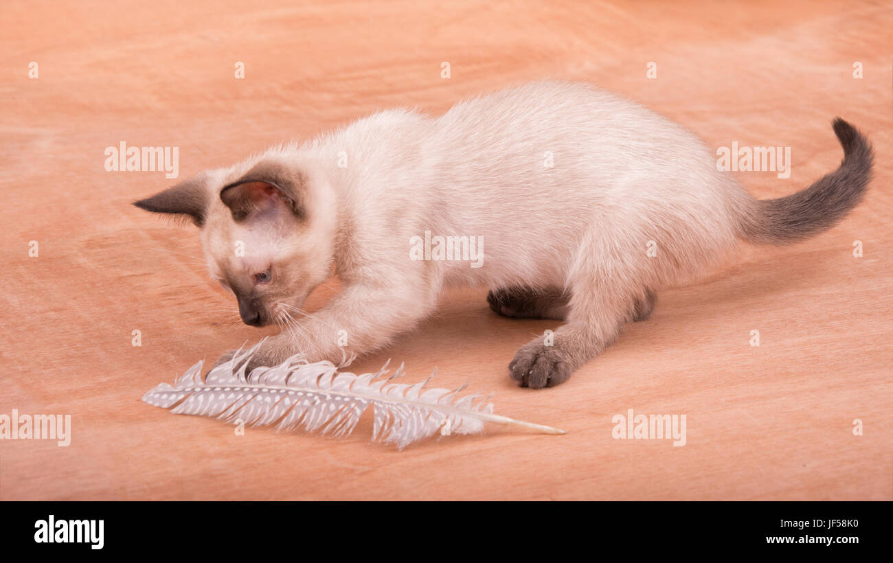 Adorabili Gattini siamese giocando con una piuma Foto Stock