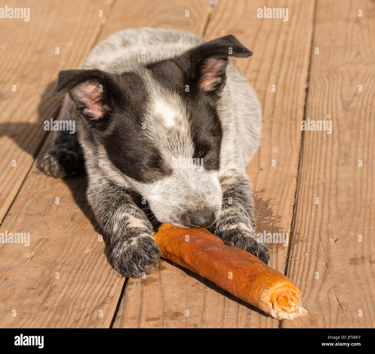 Texas Heeler cucciolo masticare su un bastone in cuoio pergamentato Foto Stock