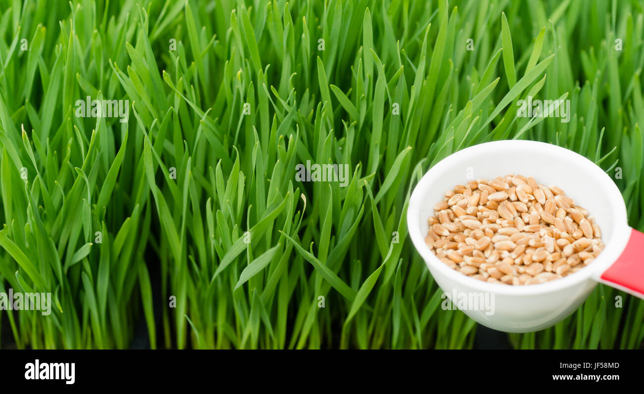 Un cucchiaio di bacche di frumento sono necessarie per crescere wheatgrass Foto Stock