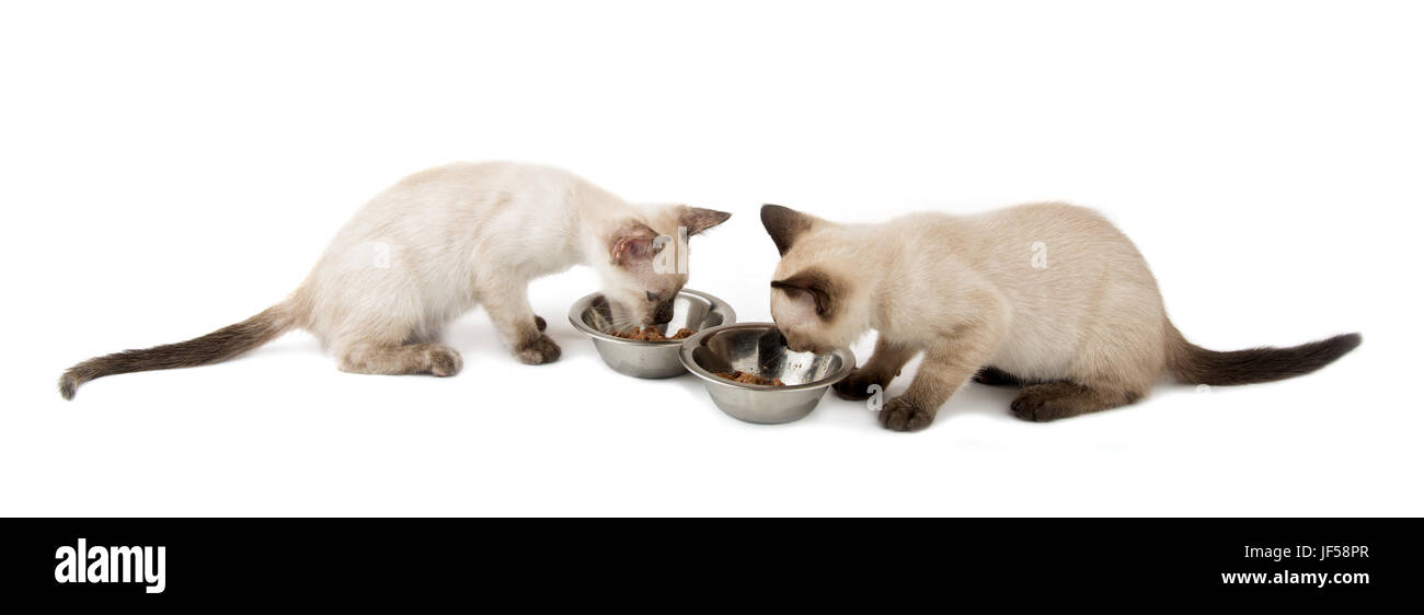 Due Gattini siamese mangiare da argento bocce, su bianco Foto Stock