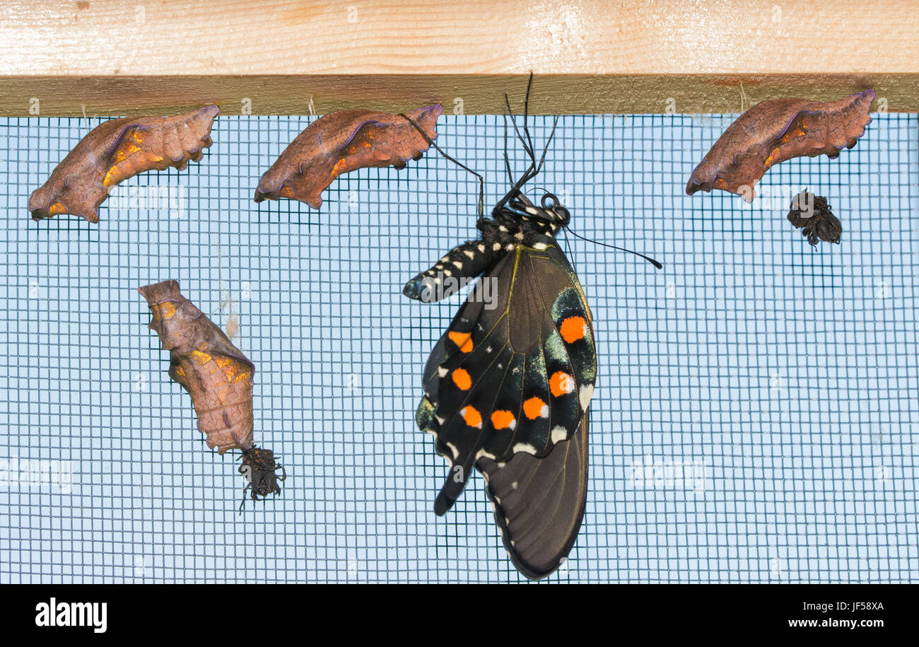 Un fresco Pipevine eclosed farfalla a coda di rondine a penzoloni accanto a quattro uneclosed chrysalises, lasciando le sue ali compila e asciutto Foto Stock