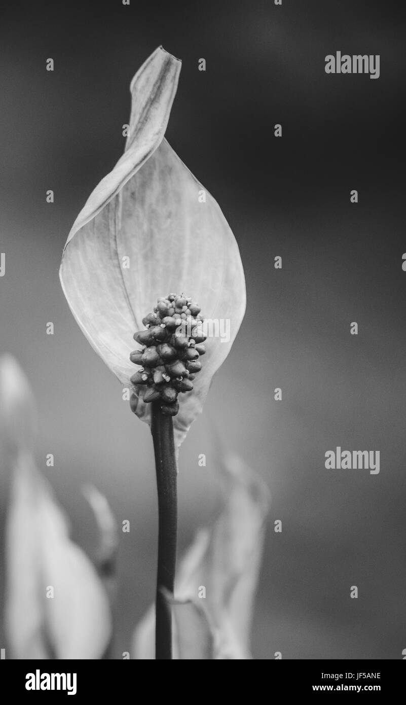 La pace lily (Spathiphyllum cochlearispathum) che mostra chiaramente la caratteristica spadix e spathe Foto Stock