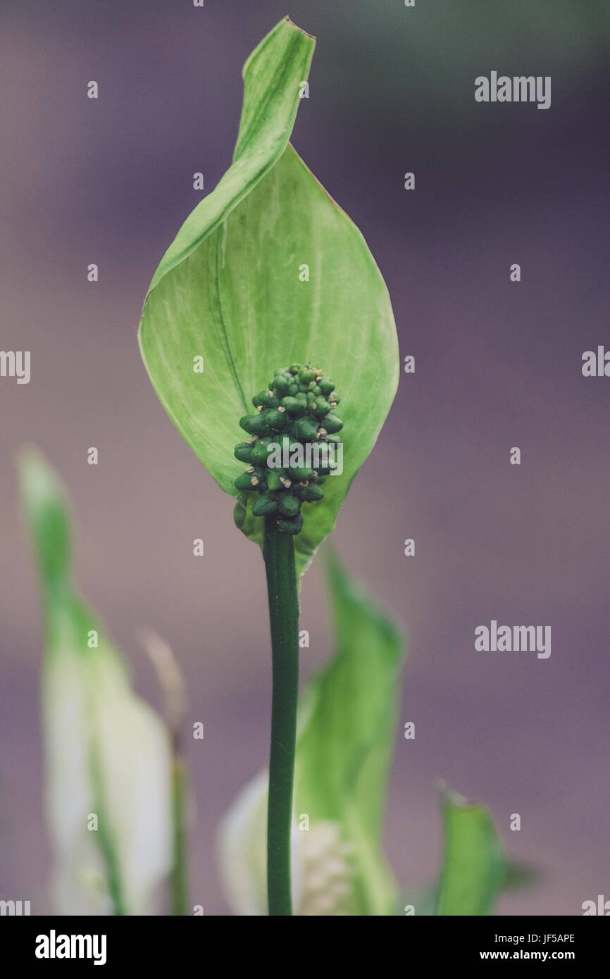 La pace lily (Spathiphyllum cochlearispathum) che mostra chiaramente la caratteristica spadix e spathe Foto Stock