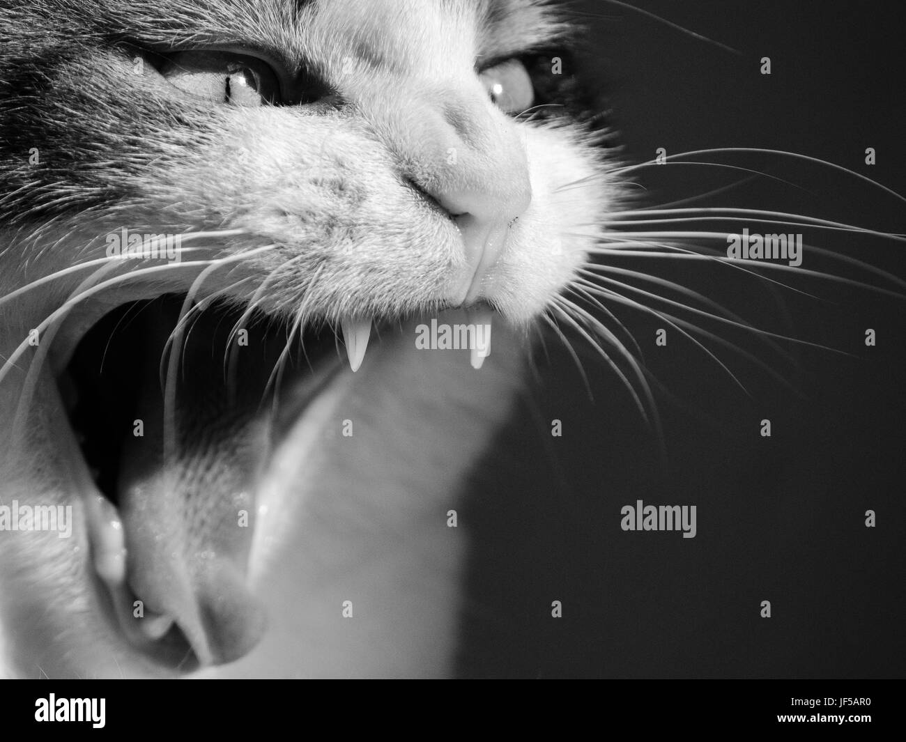 Gatto sbadigliare. Gatto con la bocca aperta che mostra i suoi denti. Un sibilo. Foto Stock