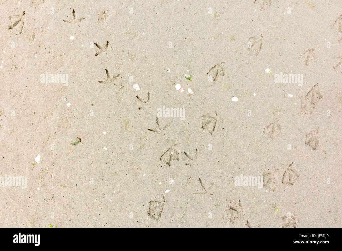 Sentieri dei piedi stampe a piedi di uccelli marini con palmati i piedi nella sabbia sulla spiaggia, Paesi Bassi Foto Stock