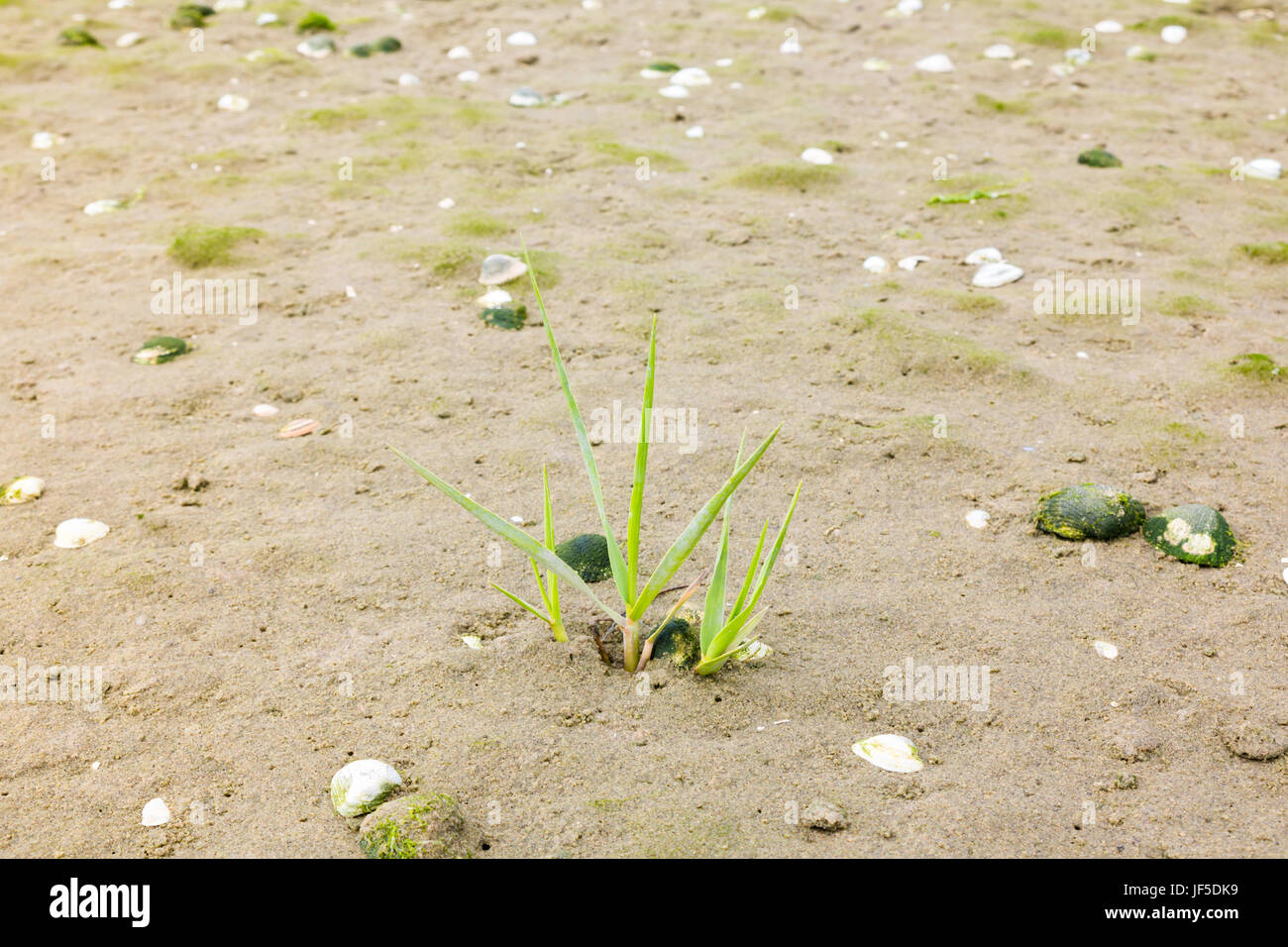 La sabbia con conchiglie e unico giovane pianta di erba marram crescente sulla spiaggia in riva al mare a, Paesi Bassi Foto Stock