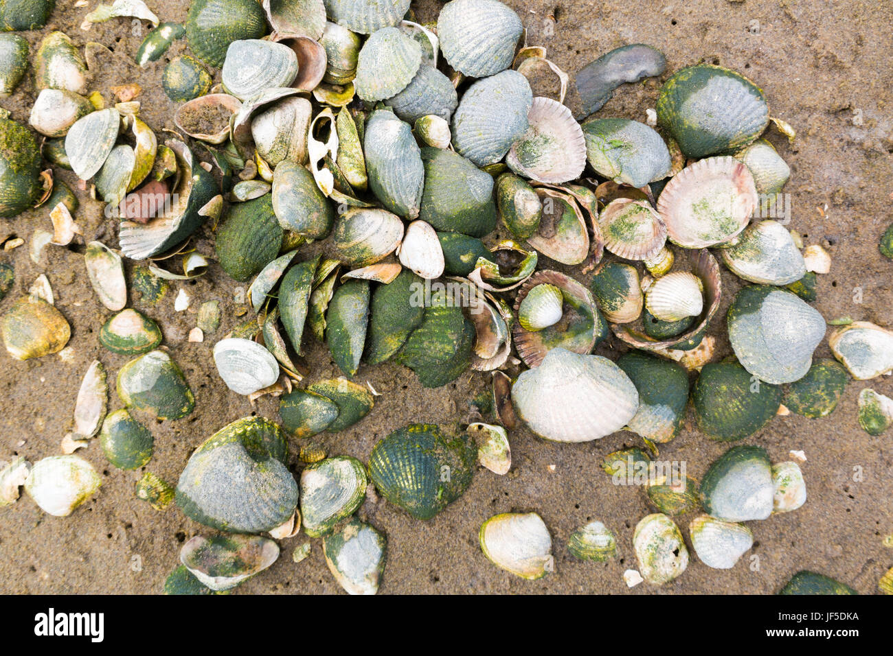Cumulo di molti gusci cardidi principalmente sulla sabbia della spiaggia in riva al mare a, Paesi Bassi Foto Stock