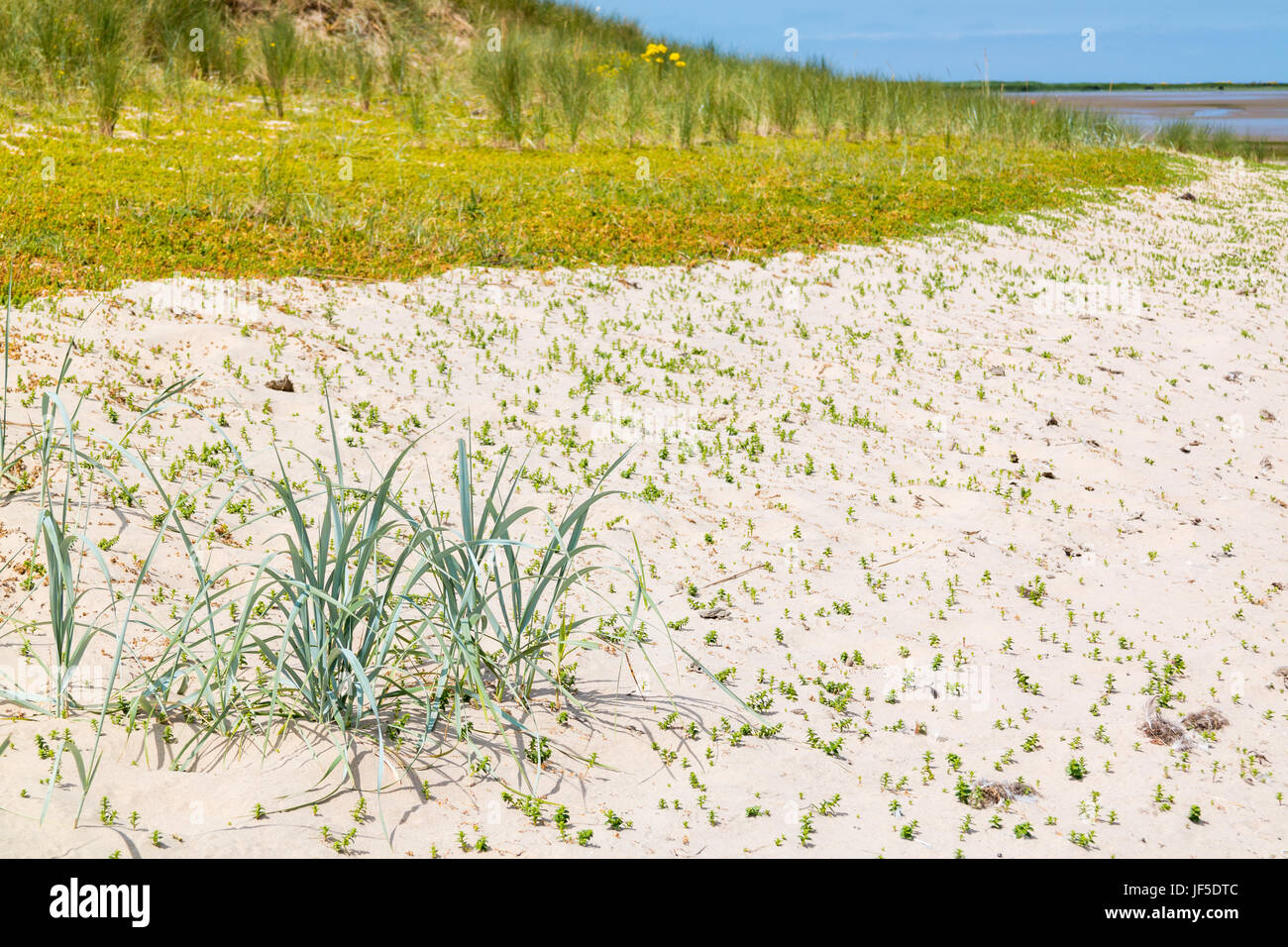 Sandwort e marram erba che cresce in sabbia e Duna Verde, Paesi Bassi Foto Stock