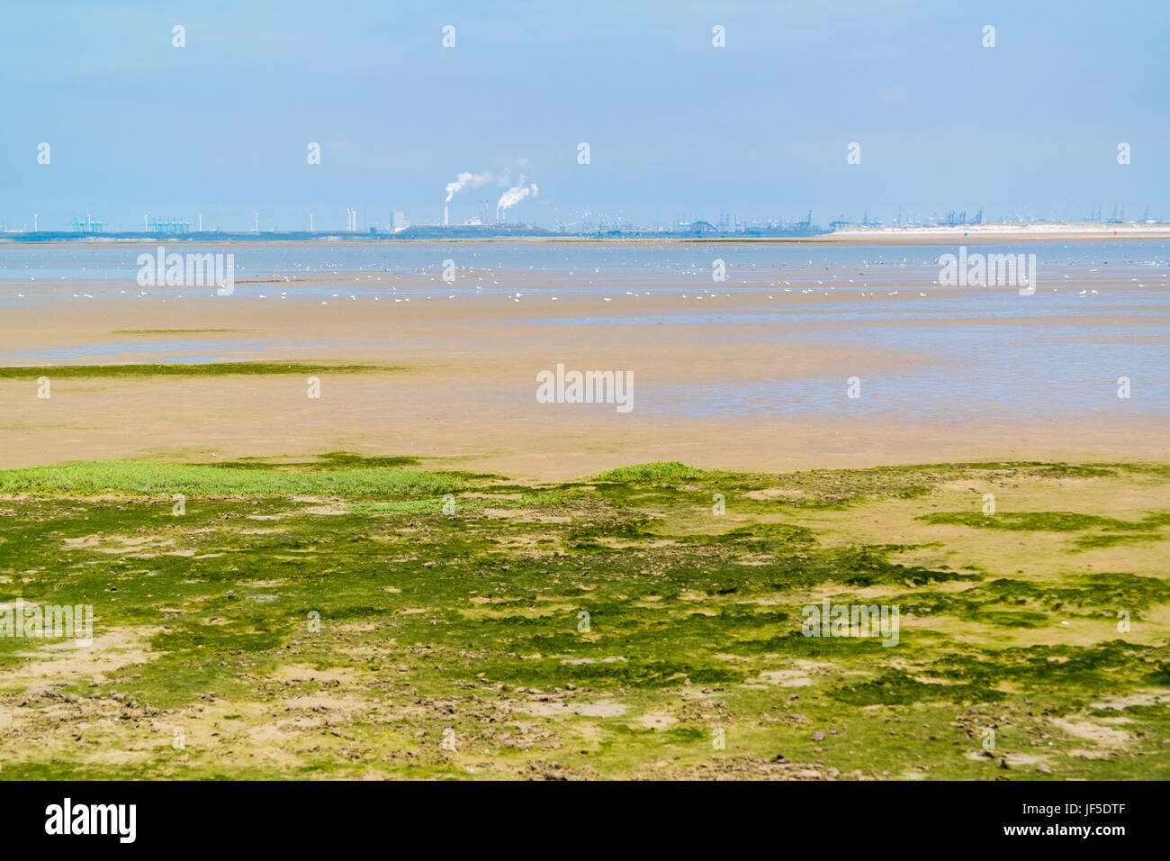 Panorama di sandflat e paesaggio mudflat a bassa marea, riserva naturale vicino a Maasvlakte e il porto di Rotterdam, Paesi Bassi Foto Stock