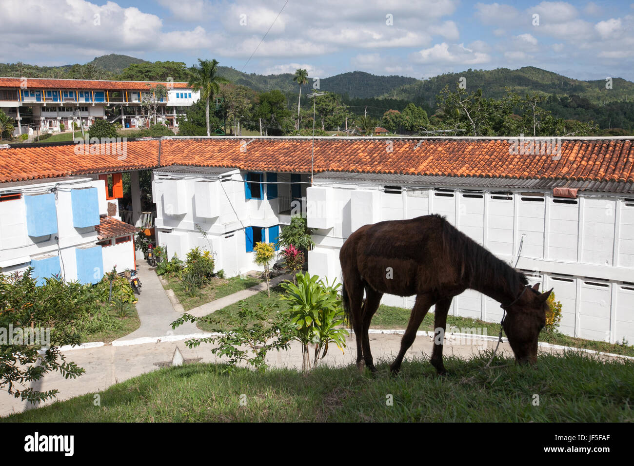 Un cavallo lambisce sull'erba nella parte anteriore del case per una comunità di artisti e missioni che stanno sul versante di una collina si trova al di fuori dell Avana. Foto Stock