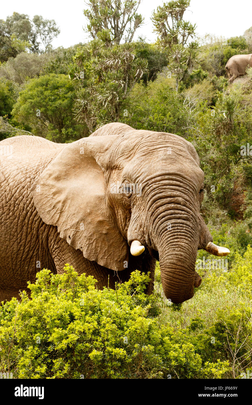 Elephant con il suo tronco avvolto a ricciolo Foto Stock