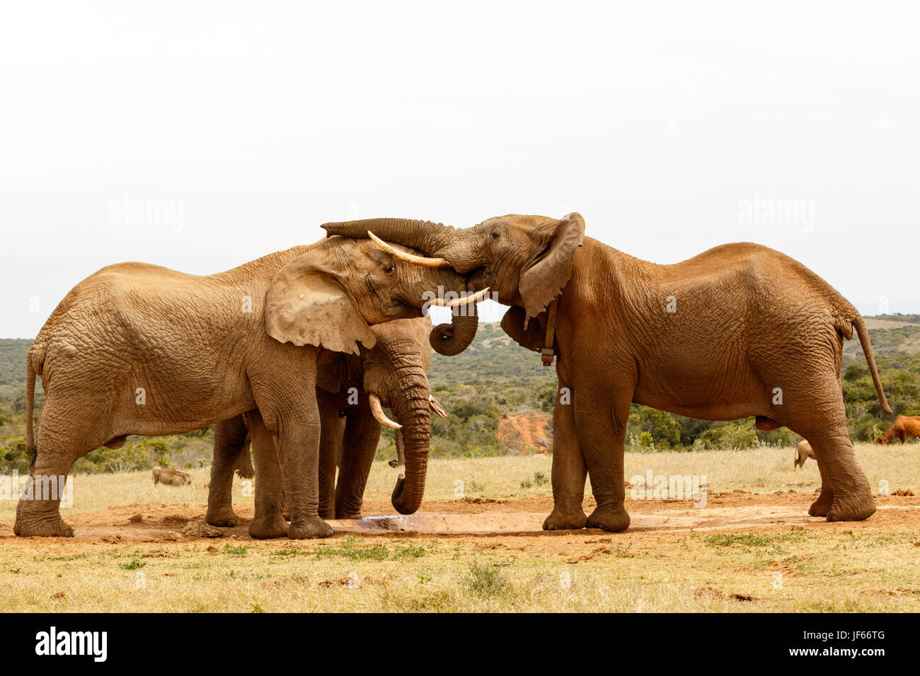 Elefante in piedi con il suo tronco sulla sua testa di amici Foto Stock