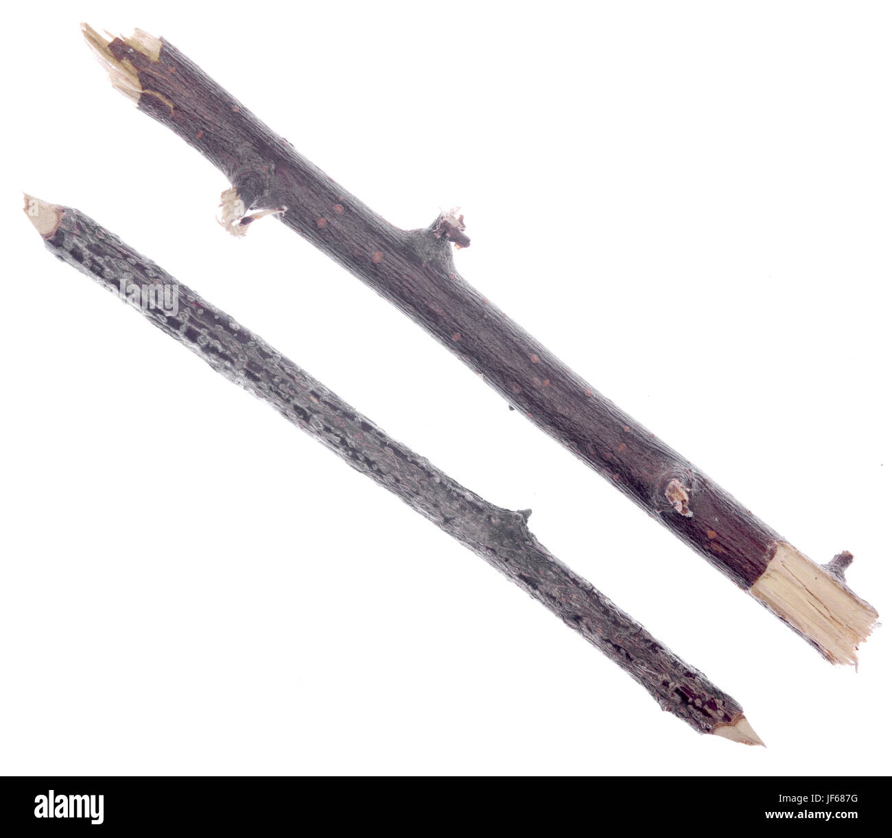 ramoscelli Foto Stock