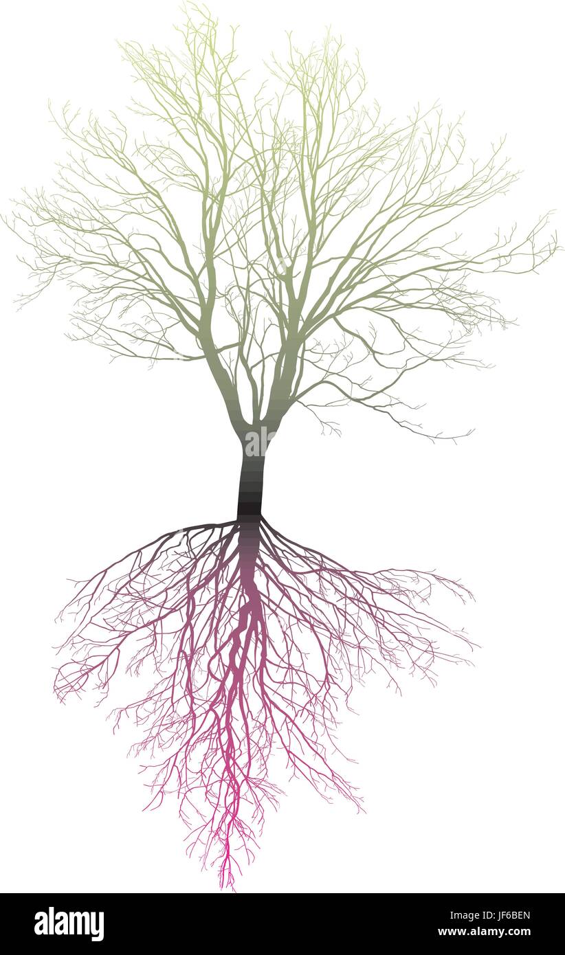Albero, inverno, radice, crescita, impianto, senza, albero, inverno, foglie, illustrazione Illustrazione Vettoriale
