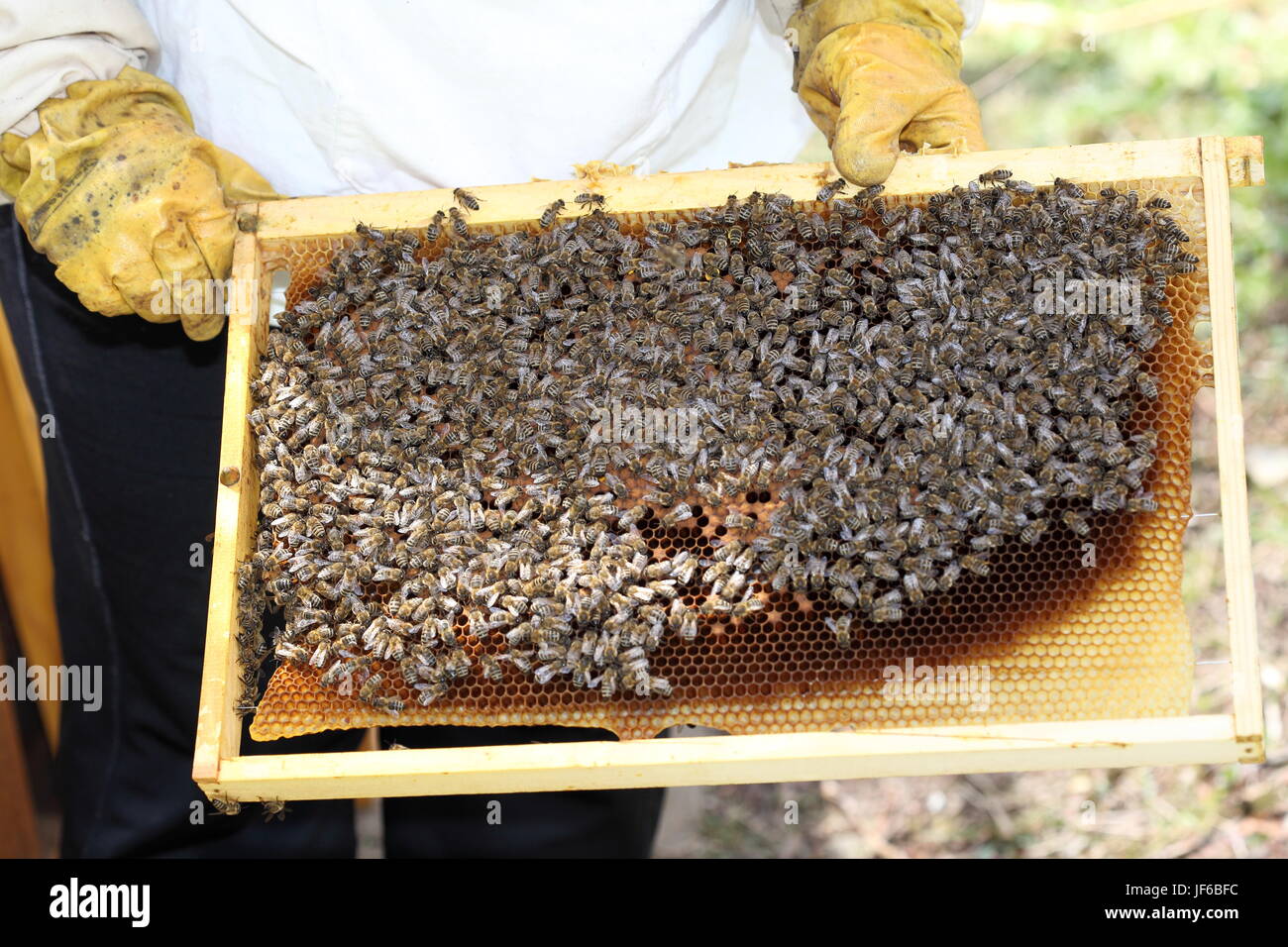 Bee lavoratore con cella di miele Foto Stock