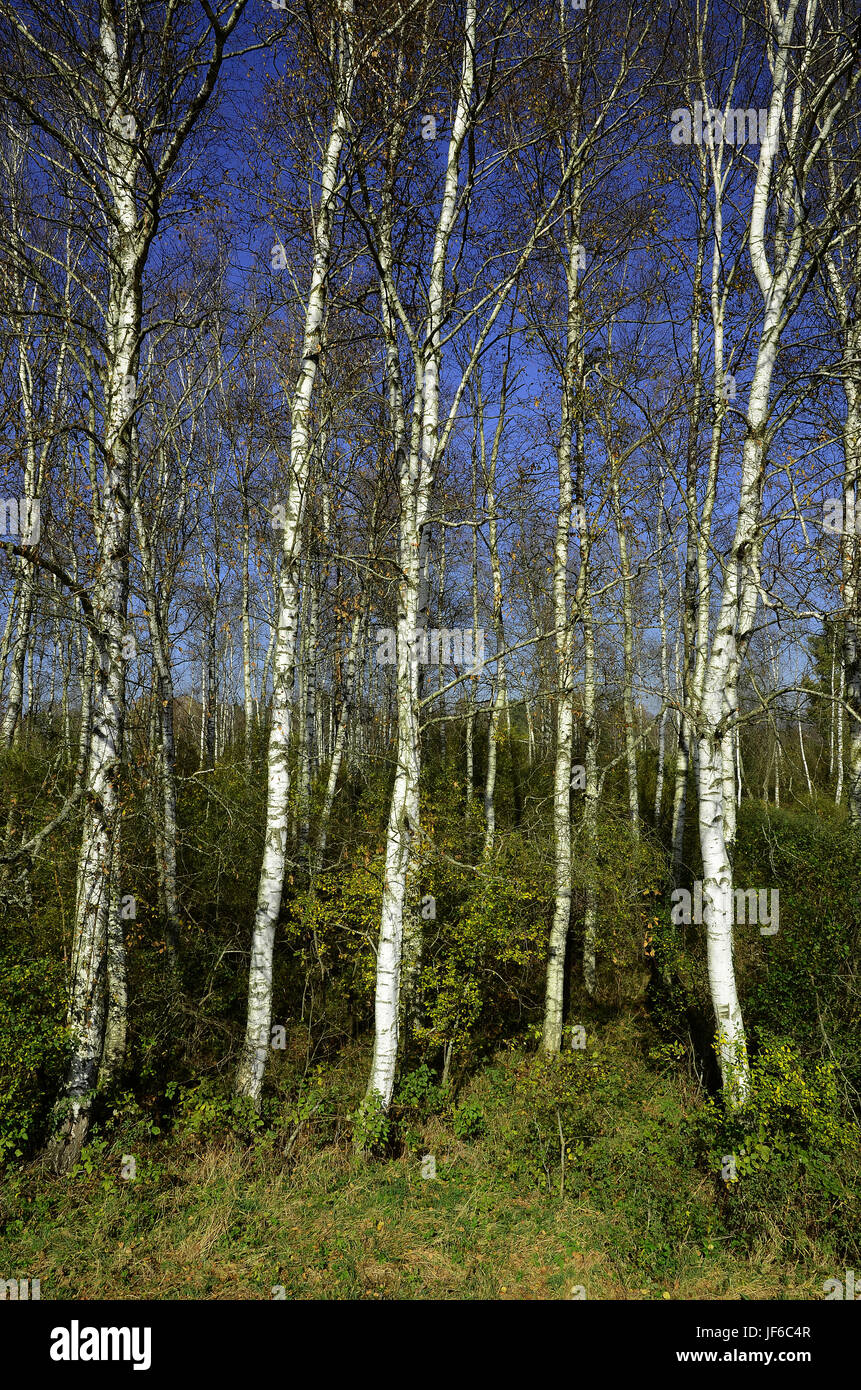 Foresta di betulla, bog, palude, Foto Stock