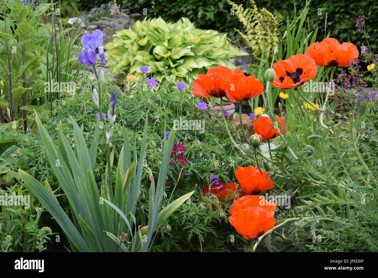 Poppies in una Scottish country garden Foto Stock